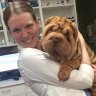 Dr. Jen's Dog Blog